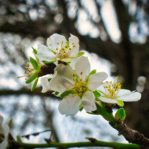 Flor de almendro - Mallorca