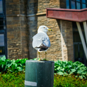 Gaviota - Canada