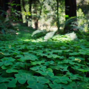 Muir Woods - San Francisco