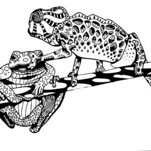 frog & chameleon
