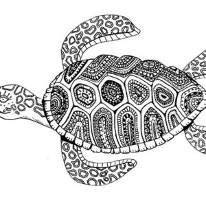 turtle